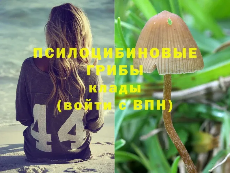 omg ONION  Заводоуковск  Псилоцибиновые грибы Psilocybe 